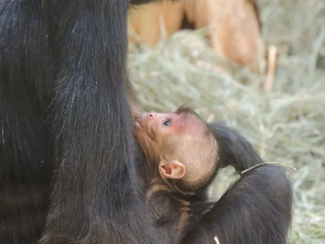 Ein kleiner Klammeraffe ist Ende Juni in Landau in der Pfalz auf die Welt gekommen. | Foto: Christina Schubert/Zoo Landau/dpa