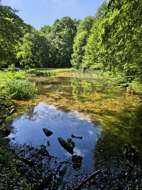 Trotz grüner Wasserampel appellieren die SWK weiterhin an einen bewussten Umgang mit der wertvollen Ressource Wasser. Auf dem Foto ist der Felsenweiher zu sehen | Foto: SWK/gratis