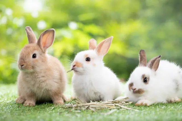 Zwergkaninchen und weitere Hauskaninchen, Zuchtkaninchen sowie freilaufende Kaninchen sind betroffen.  | Foto: krumanop/stock.adobe.com