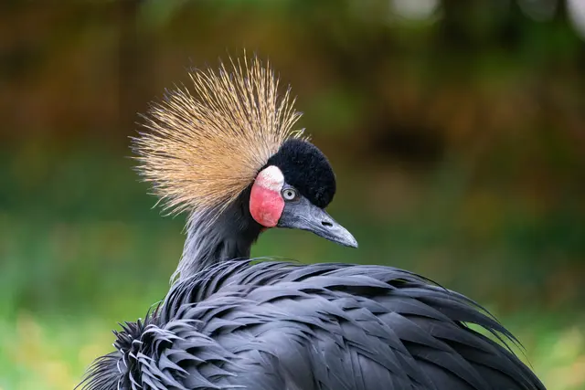 Wilhelmaschule informiert über die Welt der Vögel