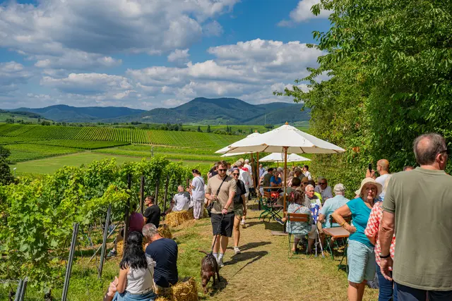 Zwischen Weinbergen und Sommerhimmel feiert Ilbesheim wieder das Kalmitfest entlang der Affenschaukel | Foto: CC-BY Pfalz Touristik, Heimatlichter GmbH