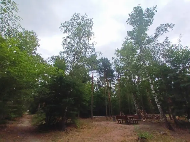 Wald bei Maxdorf | Foto: Monika Birkholz