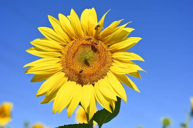 Es wird hochsommerlich warm. (Symbolbild) | Foto: Jennifer Kramer/dpa