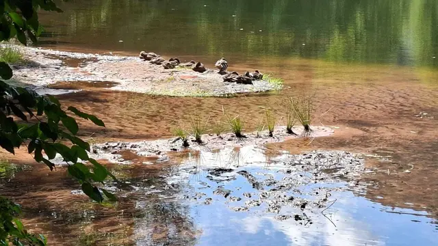 Enten | Foto: Ich