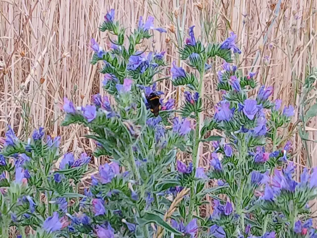 Hummel am Kornfeld | Foto: ELISABETH WEBER