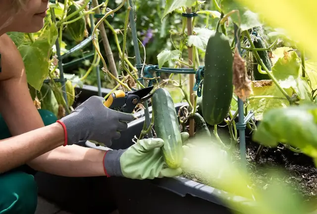 Nach der Ernte: Freie Flächen sollten möglichst bald wieder bepflanzt werden, damit der Boden fruchtbar bleibt. | Foto: dpa