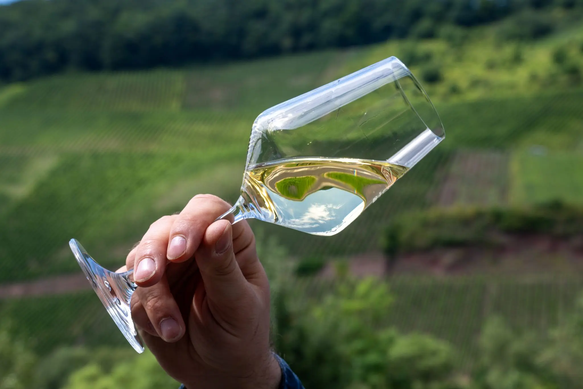 Mehr-trockene-Weine-Wei-legt-weiter-zu