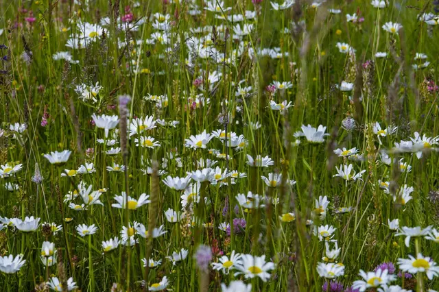 Blumenbunte europäisch geschützte Mähwiese mit Margariten | Foto: RPK