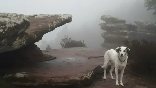  Mystische Gebirgslandschaften mitten im Pfälzerwald, rot leuchtende Sandsteinfelsen, die sich zu riesige Wachtürme aufschichten, von filigranen Waben durchzogene, moosverwitterte Wände, plötzlich im Nebel auftauchende bizarre Felsgebilde, die, wie von mächtiger Götterhand gemeiselt, riesigen Skulpturen gleichen - staunend wandeln wir durch ein märchenhaftes Naturparadies: Die Geiersteine im Herzen des Wasgaus, jenem an Naturattraktionen so reichem, zwischen Lug und Annweiler gelegenen Wanderrevier im Herzen des Pfälzerwalds. | Foto: Markus Pacher