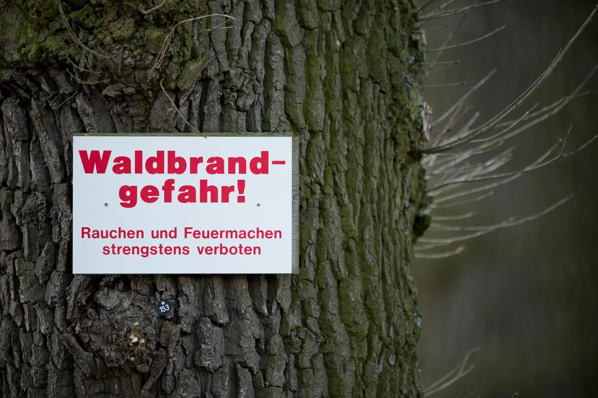 Waldbrandgefahr-in-Rheinland-Pfalz-und-Saarland-steigt-bis-Dienstag