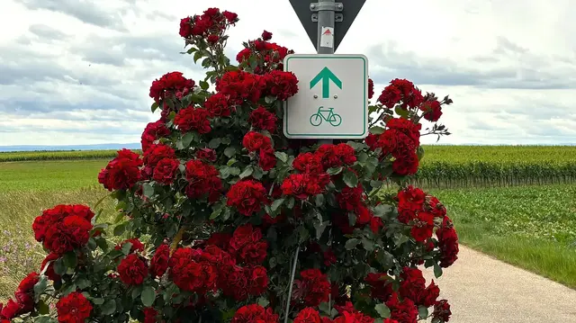 Schilder (wie hier zu Beginn der Strecke) zeigen den Radlern, wo es auf der Viehstrich-Tour langgeht.  | Foto: Thorsten Kornmann