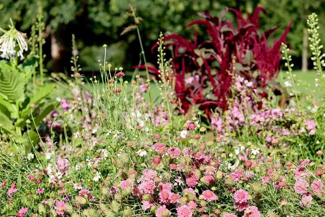 Sommerblumen stehen bei botanischer Führung im Mittelpunkt