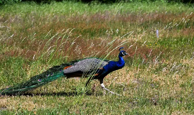 Ein Pfau ähnlich wie dieser ist nach Meldungen in der Nähe von Bad Ems unterwegs. (Symbolbild) | Foto: Jens Kalaene/dpa