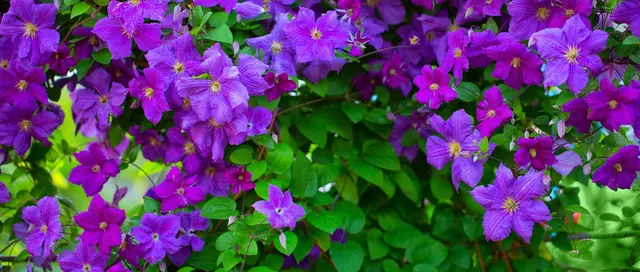 Es gibt über 300 Clematis Arten, darunter auch großblumige Hybriden. Damit sie üppig blühen, benötigen sie einen Schnitt. Frühjahrsblühende Sorten muss man, im Gegensatz zu den Sommerblühern, nicht jährlich zurückschneiden. 
 | Foto: maykal/stock.adobe.com
