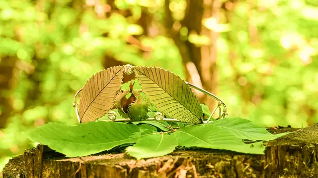 Die Krone der Keschdeprinzessin ist das sichtbare Symbol ihrer Botschafterrolle für die Urlaubsregion Trifelsland und die Esskastanie. | Foto: Foto: Dominik Ketz