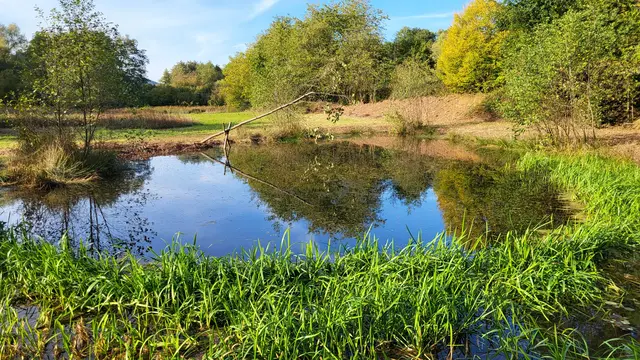 Neu ertüchtigter Teich in den Bedesbacher Glanauen. | Foto: Foto: NABU/Martin Pfeiffer