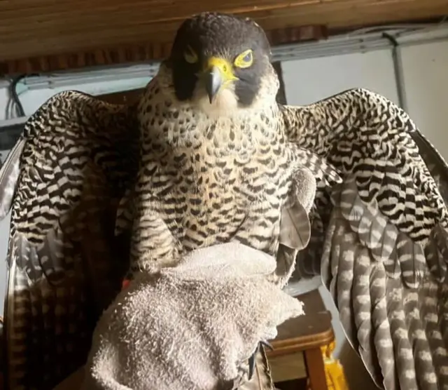 Falken (Foto) und andere Greifvögel finden aufgrund der Hitze kaum Nahrung und leider häufig unter Durst | Foto: TSV Kindsbach/gratis