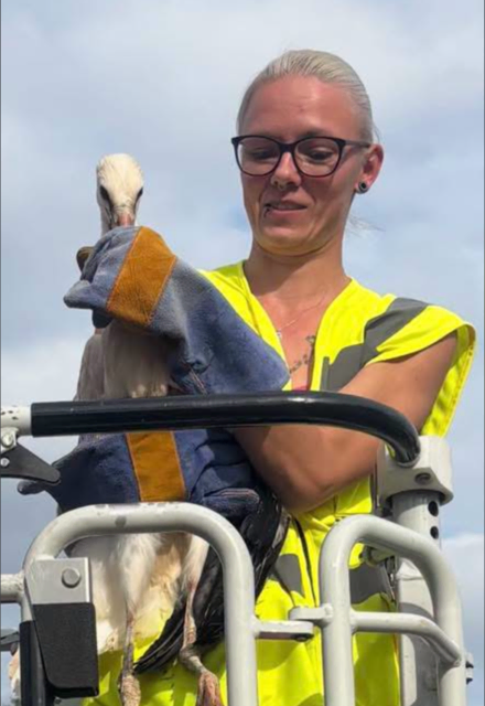 Eine der Kindsbacher Tierretterinnen setzte den Jungstorch wieder in sein Nest | Foto: TSV Kindsbach/gratis