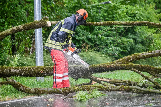 Umgestürzte Bäume beschäftigen in der Nacht die Feuerwehr. (Symbolbild) | Foto: Jason Tschepljakow/dpa