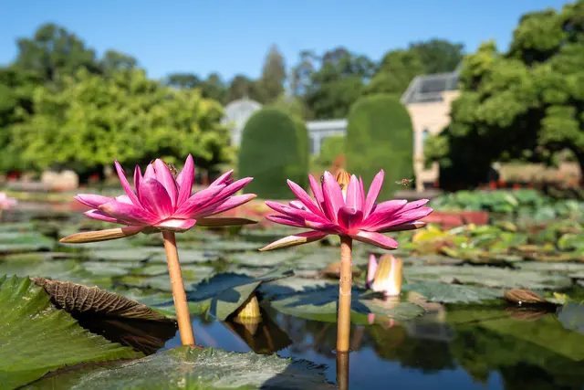 Prächtige Vielfalt am Seerosenteich
