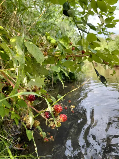 Foto: Stadtverwaltung Schifferstadt
