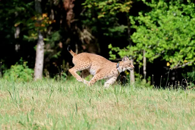 Luchskatze Luna wurde im Schwarzwald ausgewildert und ist nun eines von zwölf nachgewiesenen Tieren ihrer Art in dem Gebiet. | Foto: --/Ministerium für ländlichen Raum, Landwirtschaft und Heimat/dpa