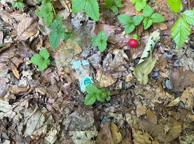 Weder kleines Bonbonpapier noch größerer Müll gehören in den Wald! | Foto: Landratsamt Rhein-Neckar-Kreis