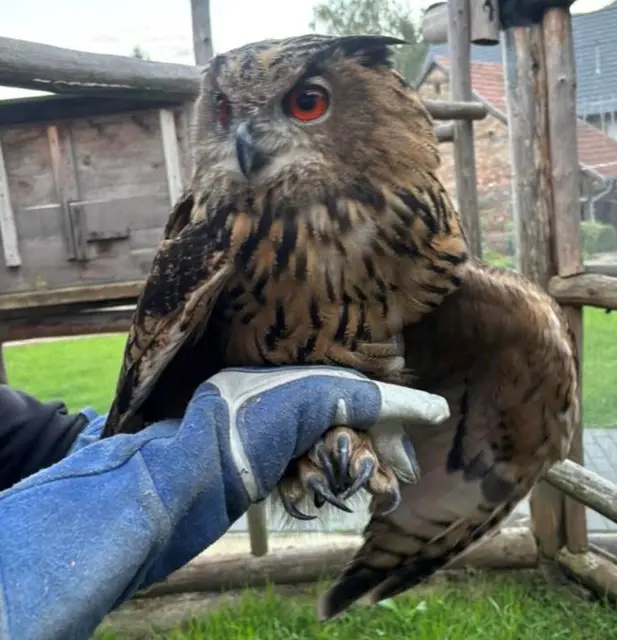 Die Tierretter der Animal Sunshine Farm in Kindsbach mussten während der Hitzewelle zeitweise mehr als 220 Notrufe pro Tag bearbeiten. Das Foto zeigt einen Uhu | Foto: TSV Kindsbach/gratis