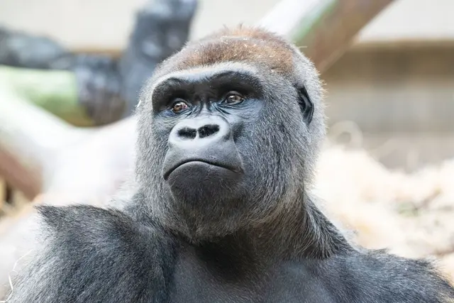 Wie geht es weiter mit dem Silberrücken Yeba? | Foto: ---/Zoo Basel/dpa