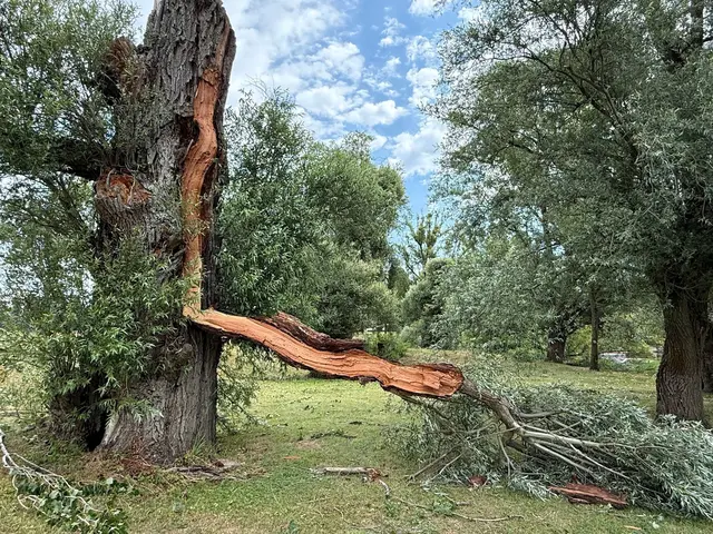 Durch den Sturm ist ein großer Ast heruntergekracht und der Baumstamm geborsten. | Foto: ---/Karlsruher Bäder/dpa