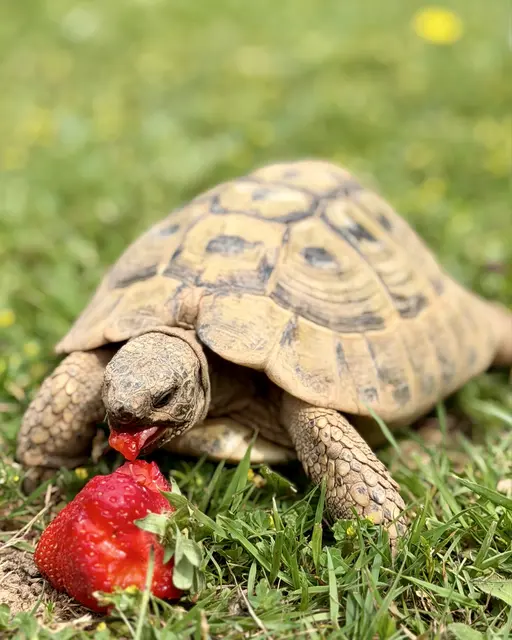 Die Polizeiinspektion Lebach bittet um Hinweise zu einer vermissten griechischen Landschildkröte aus Lebach-Steinbach. Das männliche Tier ist 20 Jahre alt und wiegt etwa ein Kilogramm. | Foto: Polizeiinspektion Lebach