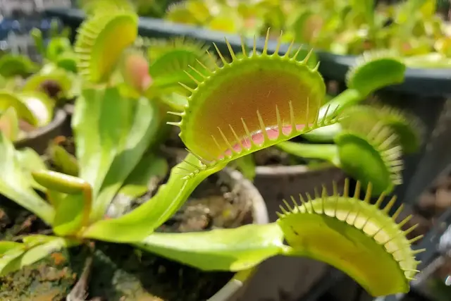 Eine fleischfressende Pflanze kann vor zu vielen Insekten schützen
 | Foto: ltyuan/stock.adobe.com