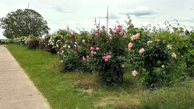 Rosenstöcke begleiten den Radweg durch die Weinberge zwischen Bad Bergzabern und Dierbach. | Foto: Thorsten Kornmann