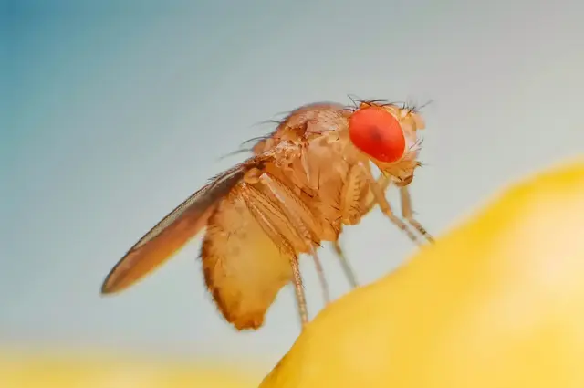 Fruchtfliegen loswerden gelingt mit diesen hilfreichen Tipps ganz leicht. Übrigens: Eine Obstfliege kann bis zu 400 Eier ablegen | Foto: Arif_Vector/stock.adobe.com
