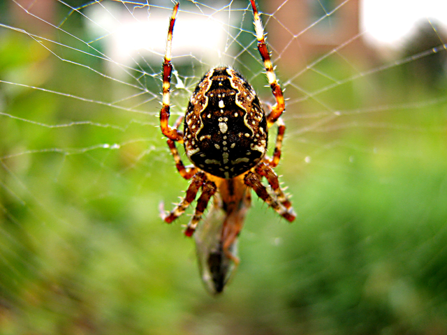 Kreuzspinne