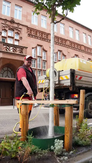 Wer an heißen Tagen an einem Straßenbaum vorbeikommt, kann mit ein paar Eimern Wasser helfen, junge Bäume vor Trockenstress zu schützen. | Foto: Stadt Pirmasens