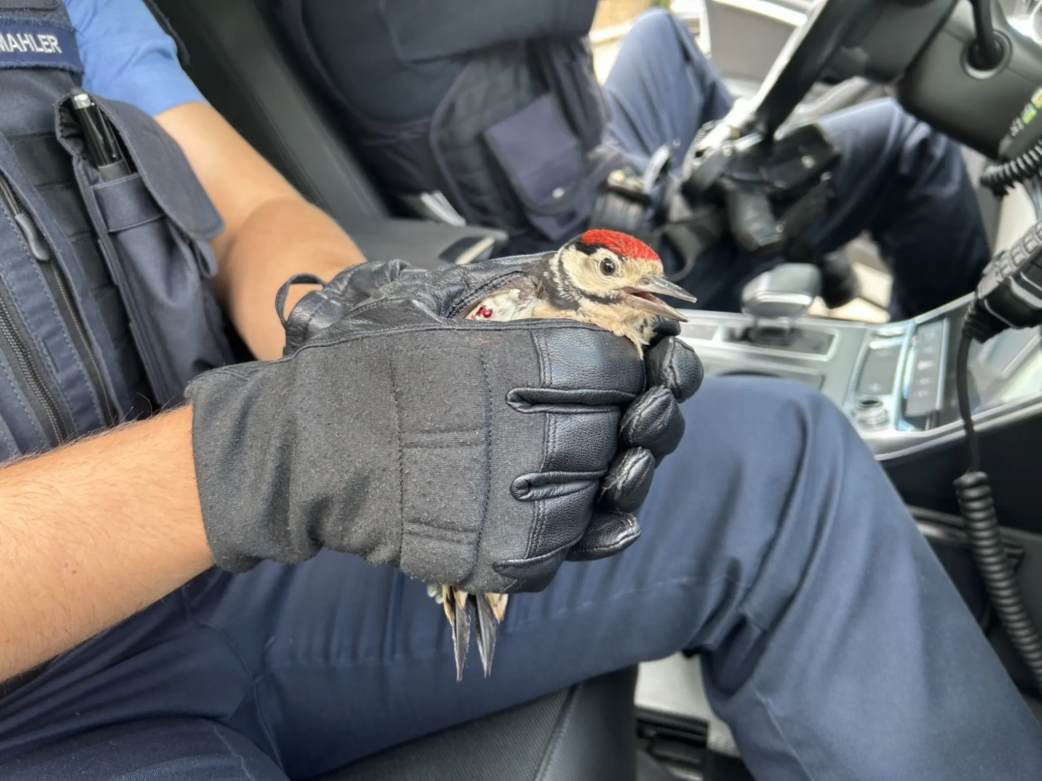 Tierretter-im-Einsatz-Polizei-bringt-verletzten-Specht-in-Sicherheit