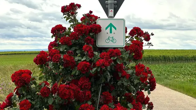 Schilder (wie hier zu Beginn der Strecke) zeigen den Radlern, wo es auf der Viehstrich-Tour langgeht.  | Foto: Thorsten Kornmann
