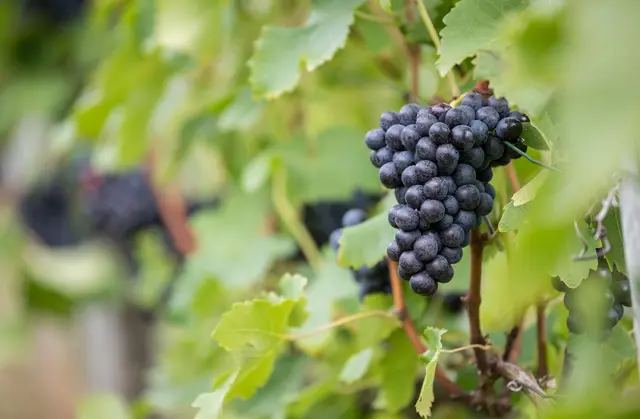 Weil es zu viel Rotwein aus Württemberg gibt, können Winzer Geld bekommen, wenn sie den Wein zu Industriealkohol destillieren. (Archivbild) | Foto: picture alliance / Sebastian Gollnow/dpa
