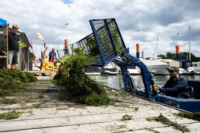 Im Schiersteiner Hafen lädt ein Spezialboot mit einem Fangkorb gemähte Wasserpest auf einem Steg ab.  | Foto: Hannes P. Albert/dpa