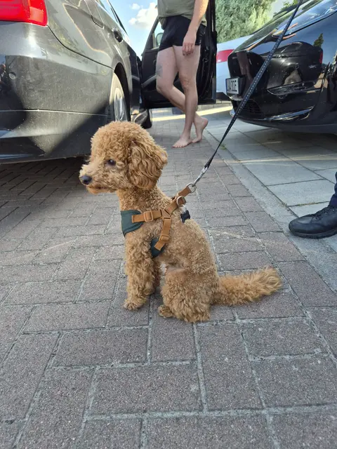 Ein Polizeibeamter hat in Ludwigshafen einen erschöpften Zwergpudel aus dem Hafenbecken am Rhein gerettet. Der entlaufene Hund konnte danach wohlbehalten seinem Besitzer auf der Parkinsel übergeben werden. | Foto: Polizeipräsidium Rheinpfalz