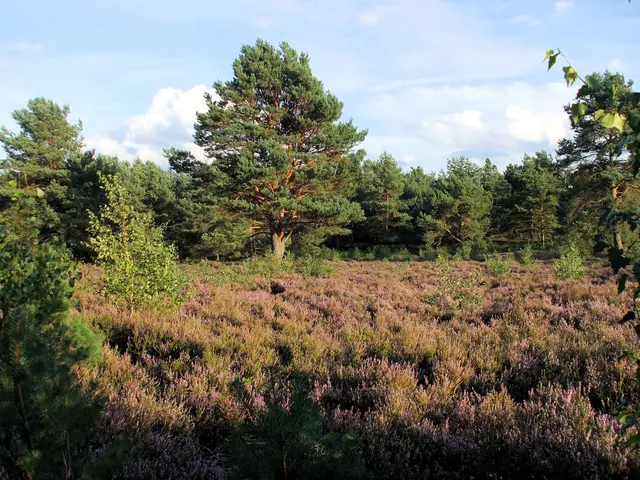 Foto: Herbert Mang