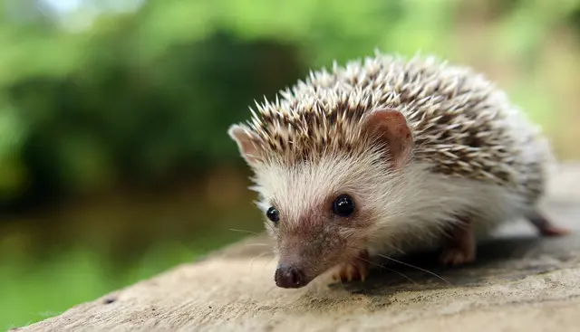 Igel reagieren bei Gefahr häufig nicht mit Flucht. Stattdessen rollen sie sich ein und können dadurch schwer oder tödlich verletzt werden. | Foto: evegenesis/stock.adobe.com