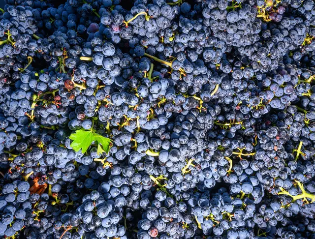 Krisendestillation für Rotwein und Rosé aus Rheinhessen und Baden-Württemberg möglich. (Symbolbild) | Foto: Patrick Pleul/dpa/ZB