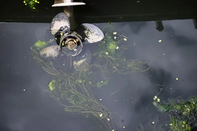 Die Stängel der Wasserpest können bis zu drei Meter lang werden und sich zum Beispiel um Schiffsschrauben legen.  | Foto: Hannes P. Albert/dpa