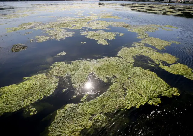 Die Stängel bestimmter Arten sogenannter Wasserpest können bis zu drei Meter lang werden. (Archivfoto) | Foto: picture alliance / Roland Weihrauch/dpa