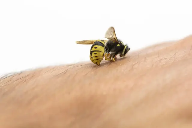 Egal ob Mückenstich, Bienenstich oder Wespenstich, Insektenstiche behandeln kann man bei Erwachsenen und Kindern recht einfach, wenn keine Anaphylaxie vorliegt. | Foto: jcg_oida/stock.adobe.com