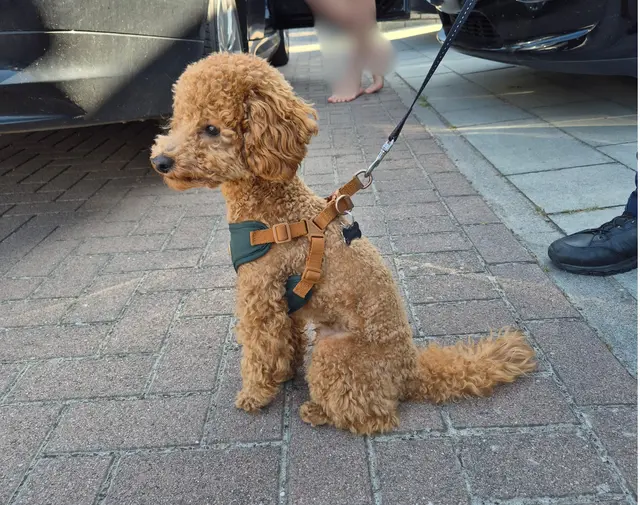 Dem Hund war der Schrecken noch ins Gesicht geschrieben. Sein Fell trocknete in der Sonne schnell.  | Foto: Polizei