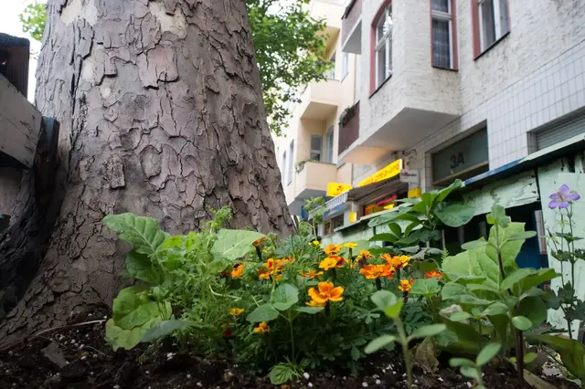 In Großstädten sieht man häufig kleine Beete mit hübschen Blumen um die Straßenbäume herum. | Foto: dpa