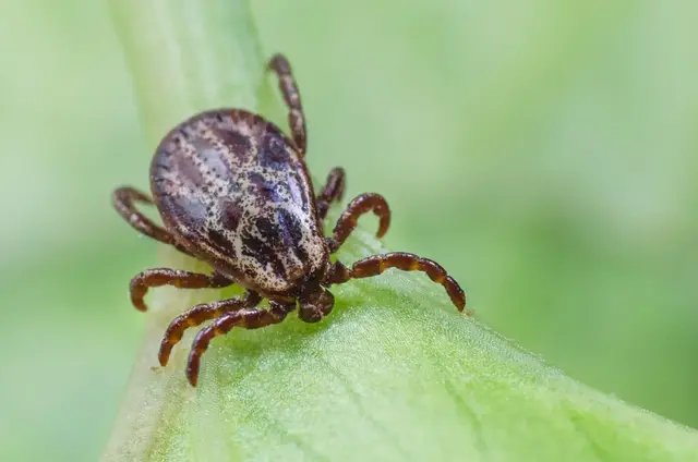 Entzündung Zeckenbiss: Zecken können verschiedene gefährliche  Krankheiten wie Borreliose oder FSME übertragen. Fallen Ihnen starke grippeähnliche Symptome wie Fieber, Kopfschmerzen oder Wanderröte auf, sollten Sie einen Artzt aufsuchen. Erreger wie Borrelien könnten für das Krankheitsgefühl verantwortlich sein.  | Foto: andrei310/stock.adobe.com
